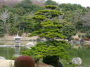 Japánkert képek az internetről - 640x480 pixel - 111043 byte Mediterrán kerítés