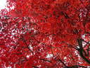 Japánkert képek az internetről - 1024x768 pixel - 471183 byte Lakópark I.