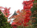 Japánkert képek az internetről - 1024x768 pixel - 403918 byte Kert készül Budakeszin