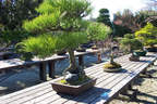 Japánkert képek az internetről - 1024x683 pixel - 538914 byte Mediterrán kerítés